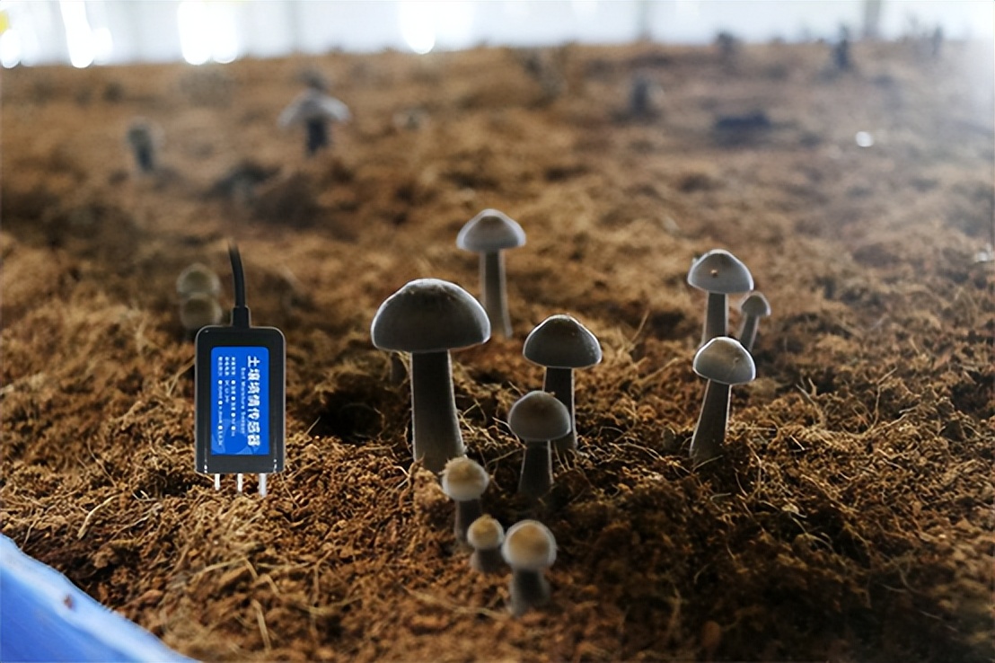 土壤墒情传感器 土壤墒情传感器
